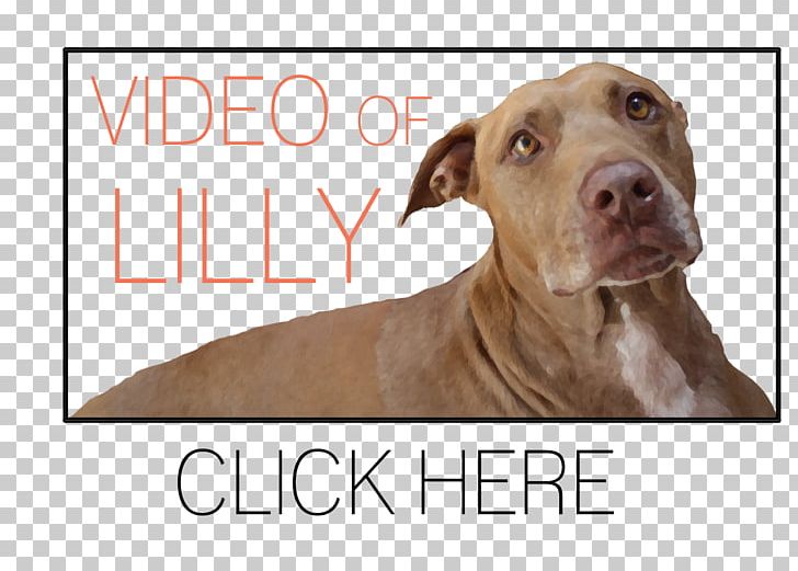 American Pit Bull Terrier Canidae Dog Breed PNG, Clipart, American Pit Bull Terrier, Animal, Animals, Breed, Bull Free PNG Download