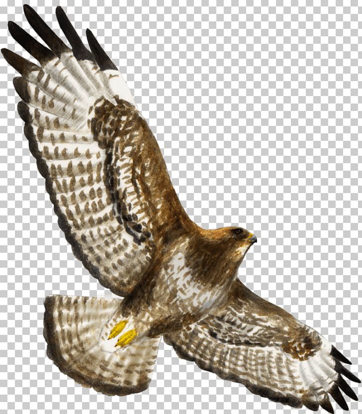 Hawk Bird Of Prey Buzzard Eagle PNG, Clipart, Accipitriformes, Animals, Beak, Bird, Bird Of Prey Free PNG Download