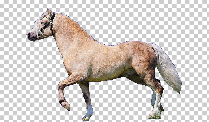 Mustang Stallion Mare Pony Halter PNG, Clipart, Animal, Animal Figure, Bolognese, Dobermann, Halter Free PNG Download