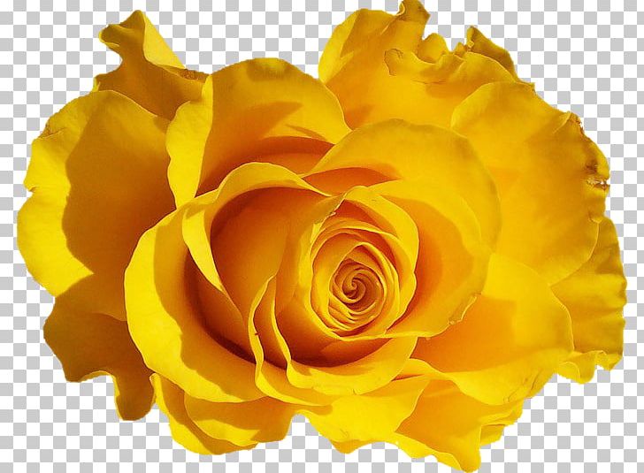 Rose Desktop Flower PNG, Clipart, Bush Roses, Color, Cut Flowers, Desktop Wallpaper, Floribunda Free PNG Download