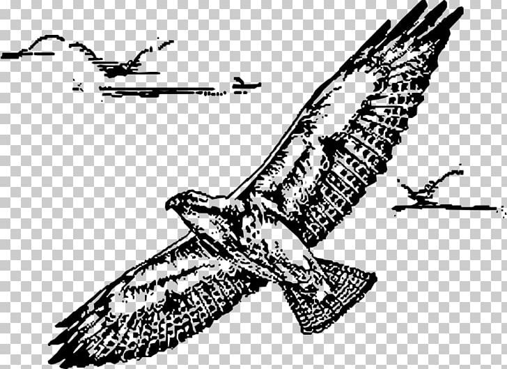 Bird Drawing Hawk Line Art PNG, Clipart, Accipitriformes, Animals, Art, Beak, Bird Free PNG Download