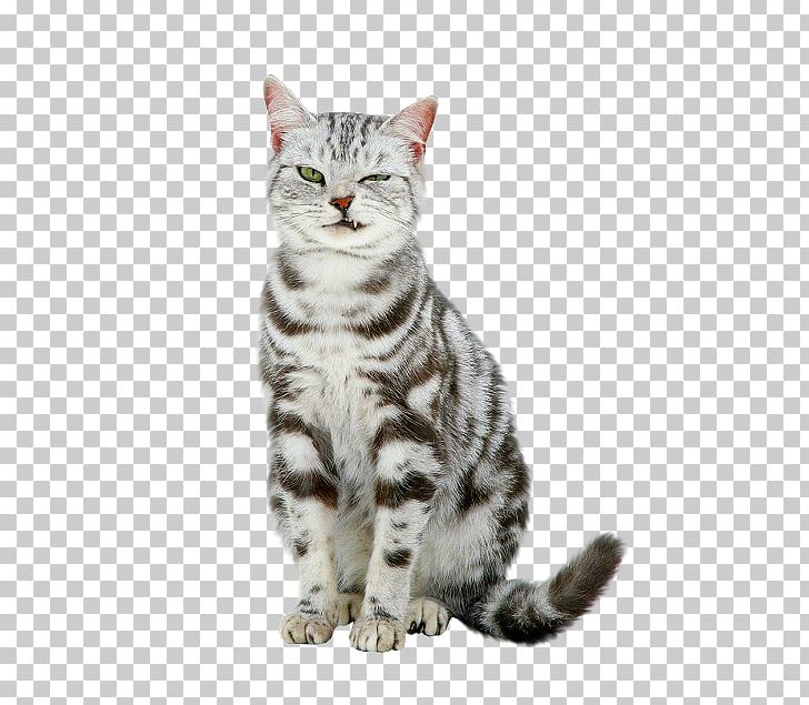 Dragon Li European Shorthair American Shorthair Tabby Cat Kitten PNG, Clipart, American Wirehair, Asian, Australian Mist, California Spangled, Carnivoran Free PNG Download