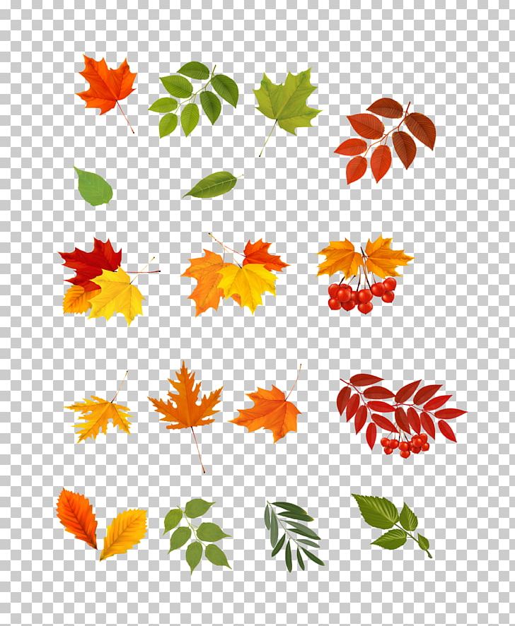 Leaf Photography PNG, Clipart, Autumn, Autumn Leaves, Autumn Tree, Branch, Drawing Free PNG Download