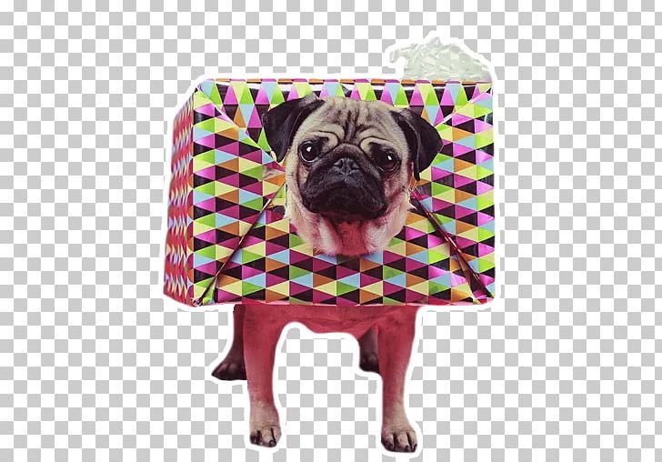 Pug Cushion Throw Pillows Couch PNG, Clipart, Bedroom, Carnivoran, Chair, Couch, Cushion Free PNG Download