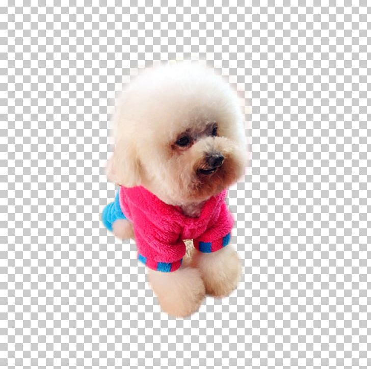 Toy Poodle Miniature Poodle Pomeranian Puppy PNG, Clipart, Animals, Baby Clothes, Bear, Carnivoran, Cloth Free PNG Download