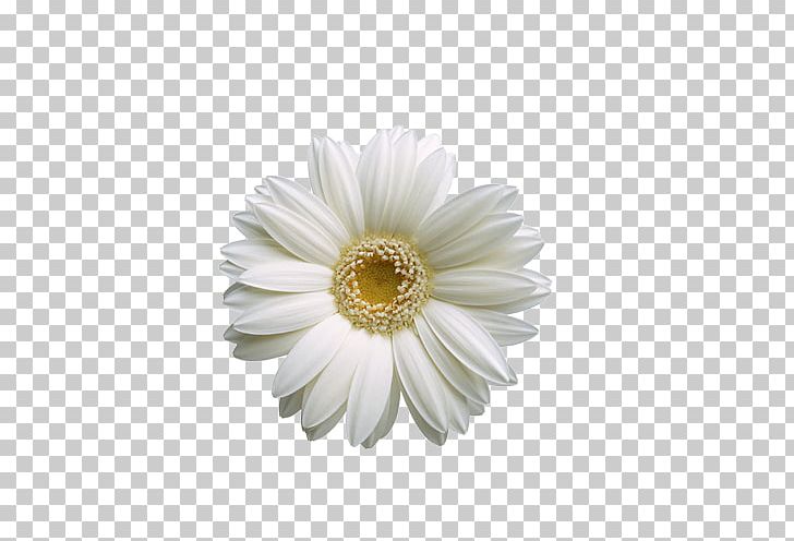 Flower PNG, Clipart, Asterales, Background White, Black White, Chrysanthemum, Chrysanths Free PNG Download