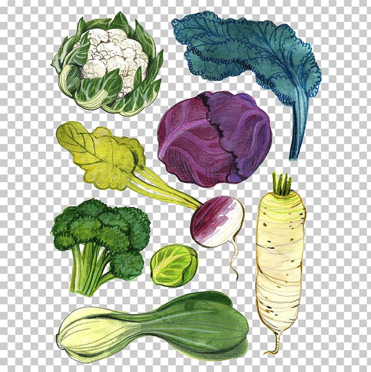 Vegetable Drawing Watercolor Painting Illustration PNG, Clipart, Beetroot, Bell Pepper, Botanical Illustration, Broccoli, Cabbage Free PNG Download