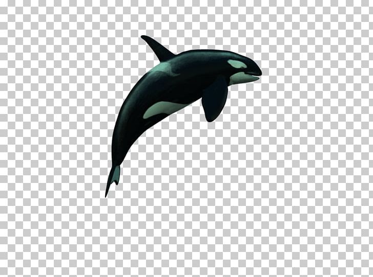 Common Bottlenose Dolphin Wholphin PhotoScape PNG, Clipart, Animal, Blog, Bottlenose Dolphin, Common Bottlenose Dolphin, Dolphin Free PNG Download