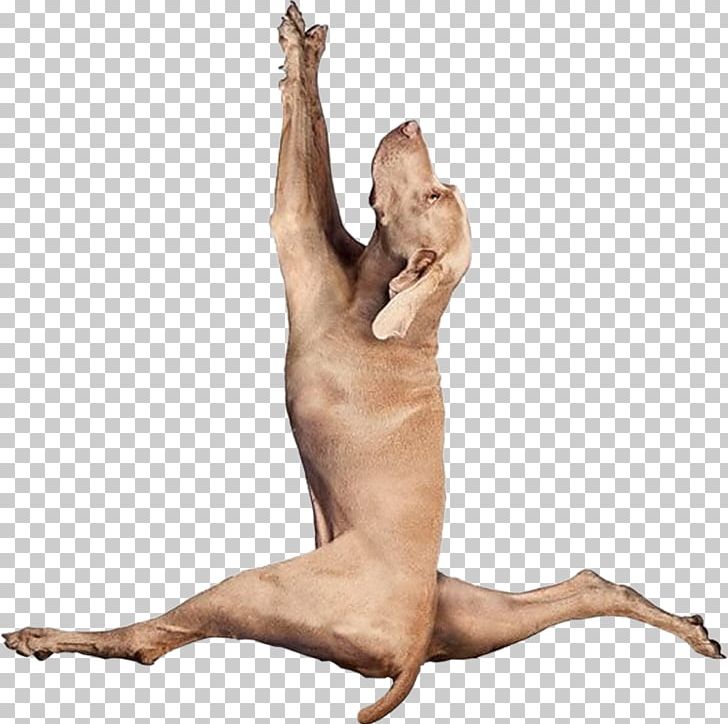 Yoga Dogs Doga Puppy Yogi PNG, Clipart, Animal, Arm, Chest, Dog, Doga Free PNG Download
