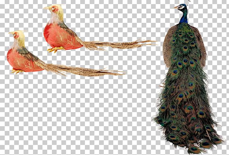 Bird Peafowl PNG, Clipart, Animal, Animals, Anime Character, Anime Girl, Asiatic Peafowl Free PNG Download