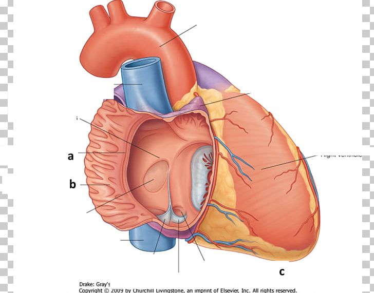 Crista Terminalis Atrium Heart Pectinate Muscles Inferior Vena Cava PNG, Clipart, Anatomy, Aorta, Atrium, Brachiocephalic Artery, Crista Terminalis Free PNG Download