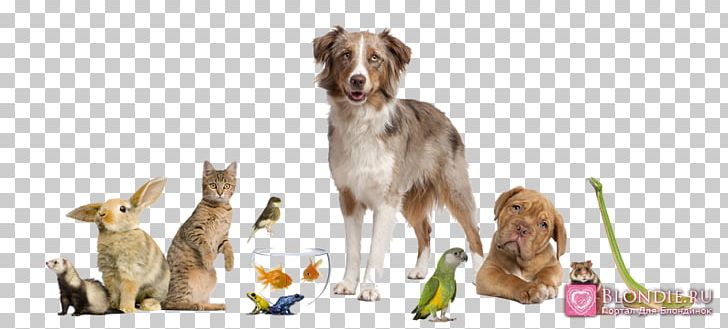 Dog Cat Veterinarian Clinique Vétérinaire Exotic Pet PNG, Clipart, Animal, Animal Figure, Animals, Animal Shelter, Cat Free PNG Download