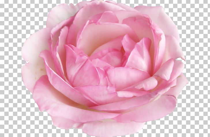 Garden Roses Sticker Cabbage Rose Flower Floribunda PNG, Clipart, Animaatio, Artificial Flower, Camellia, China Rose, Cicek Free PNG Download