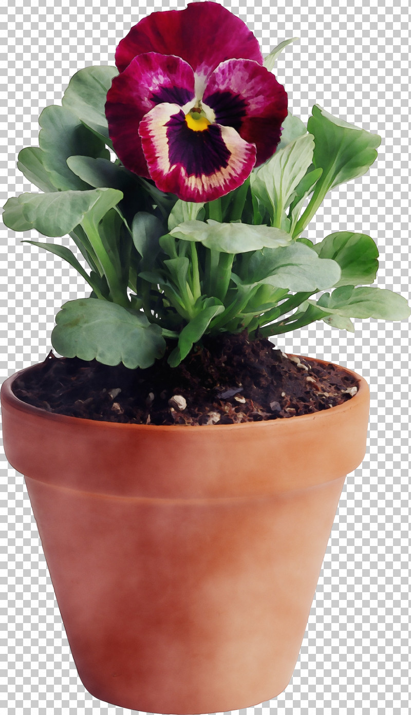 Flower Flowerpot Plant Houseplant Petal PNG, Clipart, Cypripedium, Flower, Flowerpot, Houseplant, Paint Free PNG Download