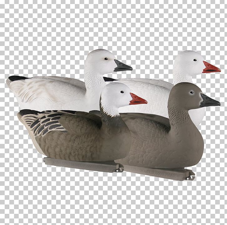 Duck Goose Product Design PNG, Clipart, Animals, Beak, Bird, Duck, Ducks Geese And Swans Free PNG Download