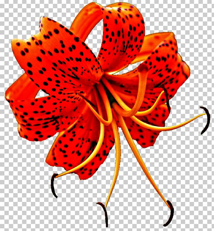 Lilium Superbum Tiger Lily Flower PNG, Clipart, Clip Art, Cut Flowers, Drawing, Easter Lily, Flower Free PNG Download