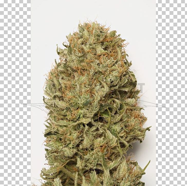 Autoflowering Cannabis Dream Seed Cannabis Ruderalis Cannabis Sativa PNG, Clipart, Autoflowering Cannabis, Blue, Blue Dream, Cannabis, Cannabis Ruderalis Free PNG Download