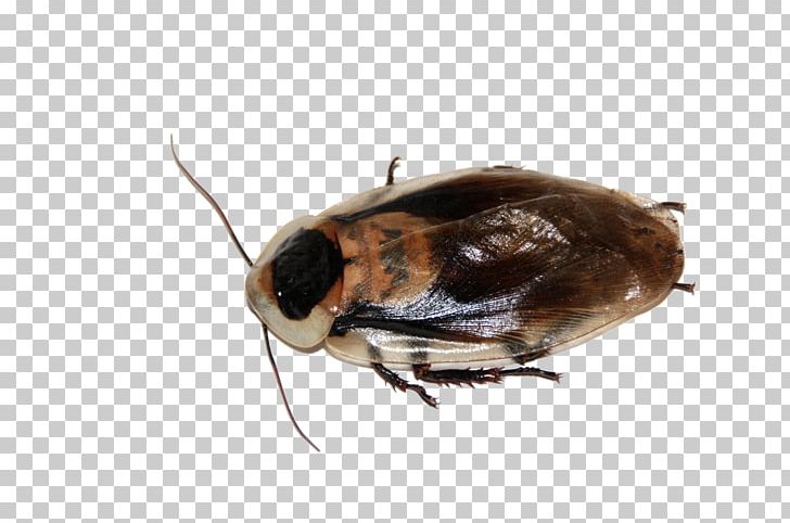 Cockroach Insect Pest Blattodea Live Food PNG, Clipart, American Cockroach, Animals, Arthropod, Bee, Beetle Free PNG Download