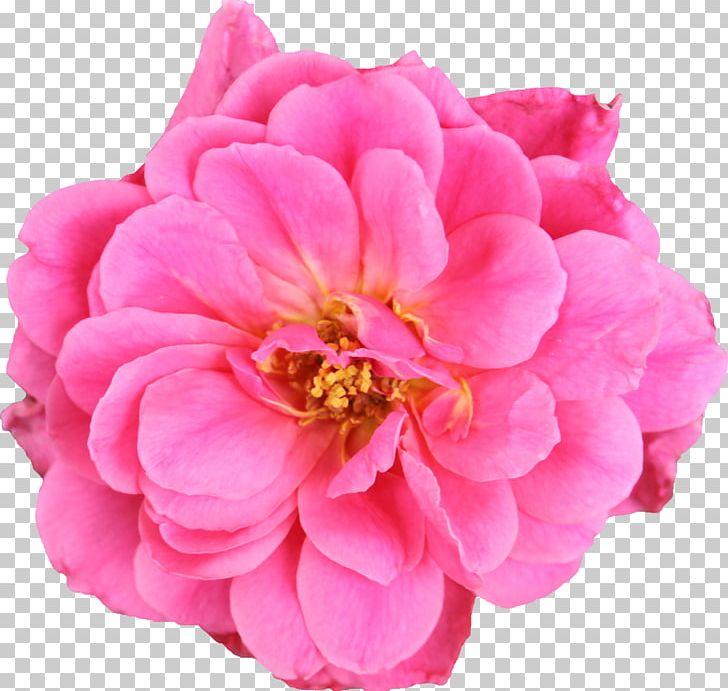 Garden Roses Cabbage Rose Cut Flowers Floribunda PNG, Clipart, Annual Plant, Cut Flowers, Dahlia, Flores Mexicanas, Floribunda Free PNG Download