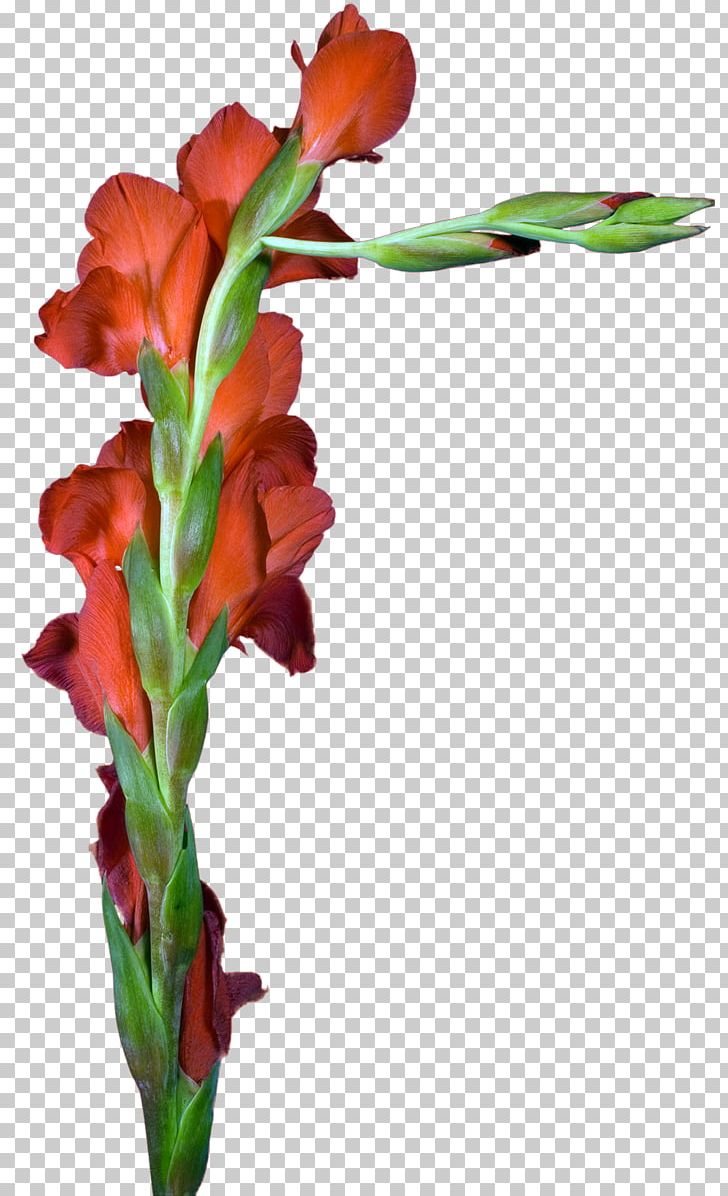 Gladiolus Cut Flowers Floral Design Plant Stem PNG, Clipart, Blogger, Cut Flowers, Email, Floral Design, Floristry Free PNG Download