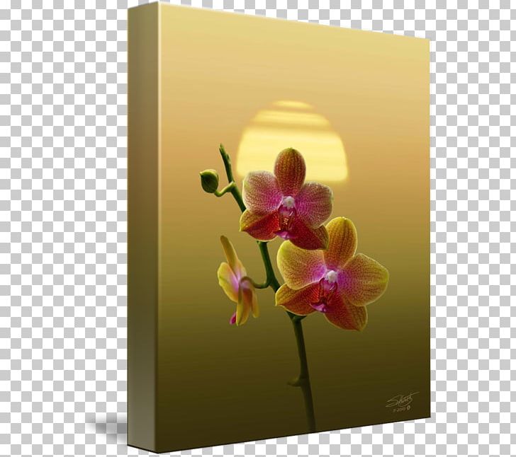 Moth Orchids Cattleya Orchids Still Life Photography Floral Design PNG, Clipart, Art, Cattleya, Cattleya Orchids, Flora, Floral Design Free PNG Download