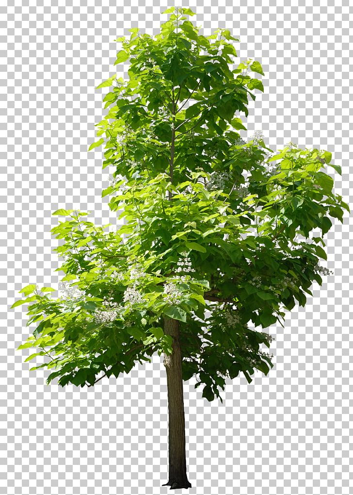 Trees For Small Gardens Sweetgum Nursery PNG, Clipart, Black Locust, Branch, Evergreen, Flowerpot, Forest Free PNG Download