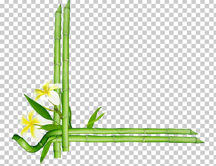 Bamboo Frames PNG, Clipart, Bamboo, Bamboo Blossom, Clip Art, Encapsulated Postscript, Floral Design Free PNG Download
