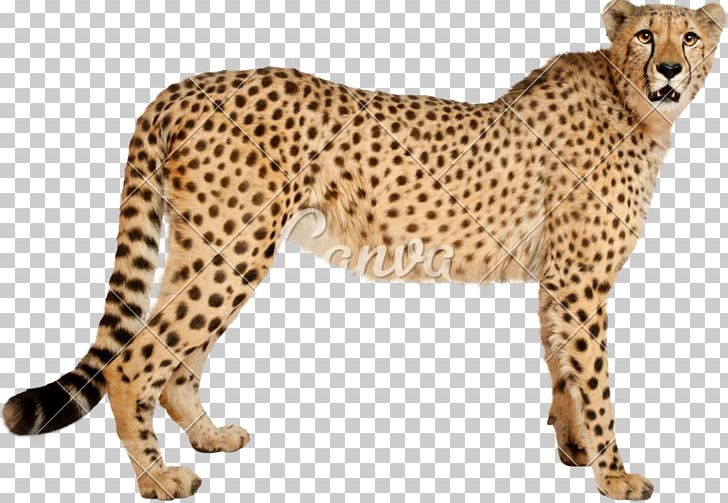 Cheetah Leopard Cat Jaguar Stock Photography PNG, Clipart, Acinonyx, Animal, Animal Figure, Animals, Big Cat Free PNG Download