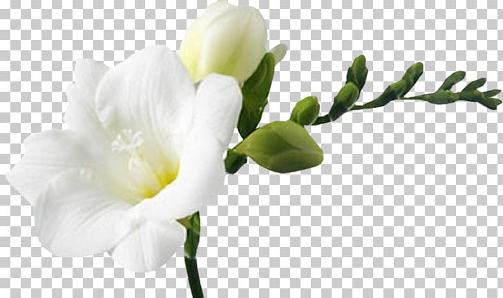 White Cut Flowers PNG, Clipart, Blossom, Branch, Bud, Cicekler, Cut Flowers Free PNG Download
