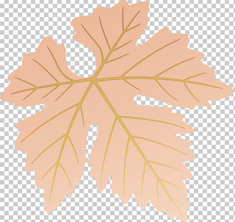 Maple Leaf PNG, Clipart, Black Maple, Flower, Grape Leaves, Grapes Leaf, Leaf Free PNG Download