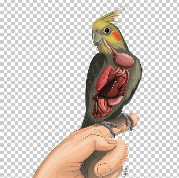 Bird Cockatiel Parrot Budgerigar PNG, Clipart, Animal, Animals, Atlantic Canary, Beak, Bird Free PNG Download