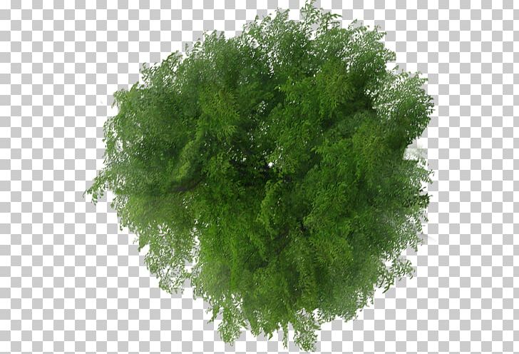 Tree Plan File Viewer PNG, Clipart, Clipping Path, Computer Software, Evergreen, File Viewer, Grass Free PNG Download