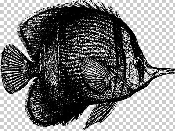 Tropical Fish Animal PNG, Clipart, Animal, Animals, Black And White, Clip Art, Computer Icons Free PNG Download