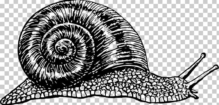 Burgundy Snail Garden Snail PNG, Clipart, Achatina Achatina, Animals, Artwork, Black And White, Bur Free PNG Download