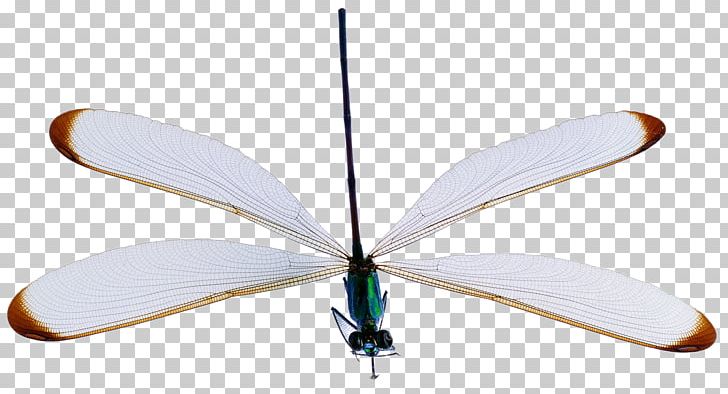 Insect Reptile Dragonfly Arthropod PNG, Clipart, Animal, Antenna, Background White, Beneficial Insects, Black White Free PNG Download
