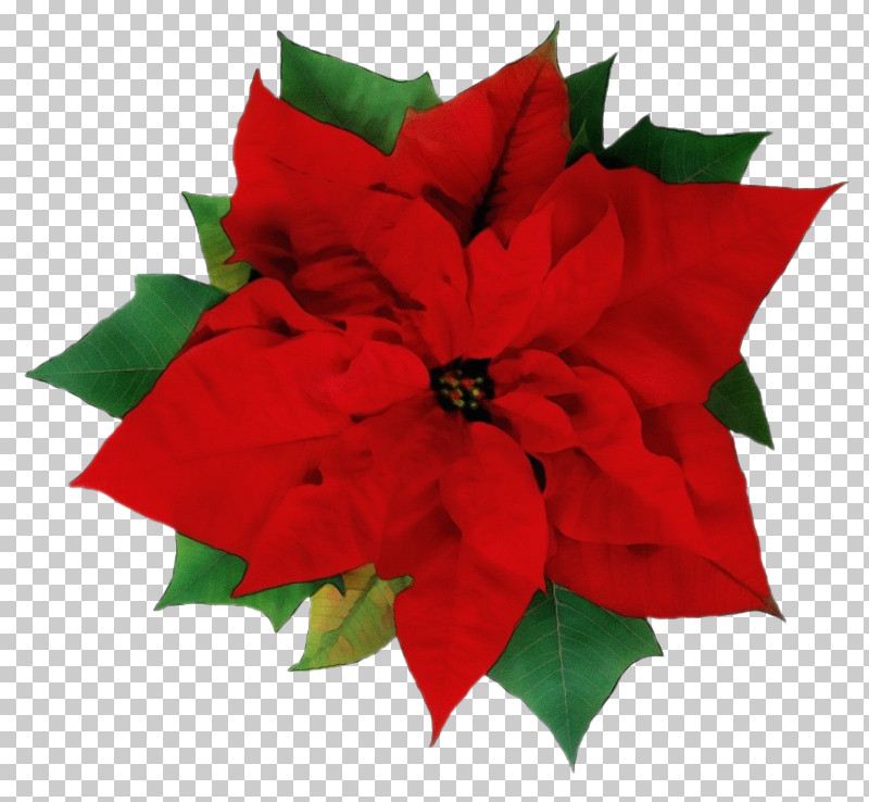 Christmas Decoration PNG, Clipart, Christmas Decoration, Cut Flowers, Flower, Flower Bouquet, Garden Roses Free PNG Download