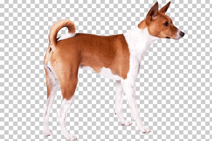 Basenji English Foxhound Plummer Terrier Tenterfield Terrier Dog Breed PNG, Clipart, Ancient, Ancient Dog Breeds, Basenji, Breed, Breed Group Dog Free PNG Download