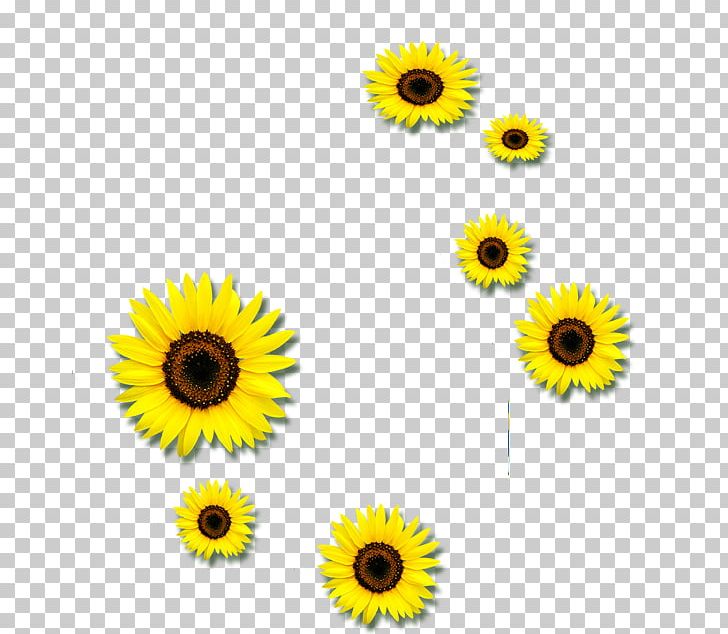 Common Sunflower Euclidean PNG, Clipart, Black And White, Daisy Family, Download, Float, Floating Heart Free PNG Download