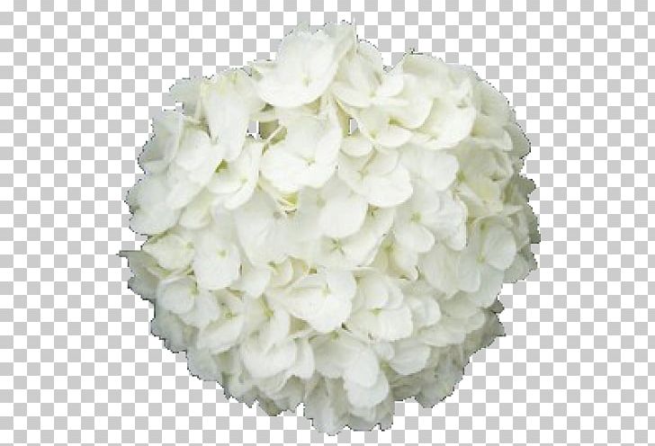 French Hydrangea Cut Flowers White Plant PNG, Clipart, Blue, Cash, Color, Cornales, Cut Flowers Free PNG Download