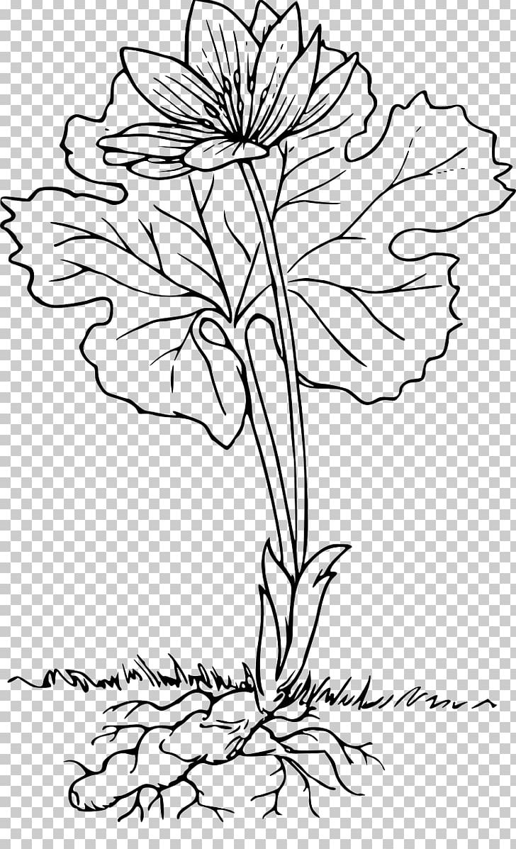 Root Cut Flowers Plant PNG, Clipart, Art, Black And White, Branch, Cut Flowers, Drawing Free PNG Download