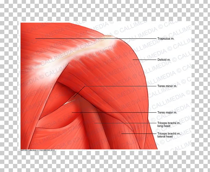 Shoulder Deltoid Muscle Human Anatomy PNG, Clipart, Anatomy, Angle, Arm, Coronal Plane, Deltoid Muscle Free PNG Download