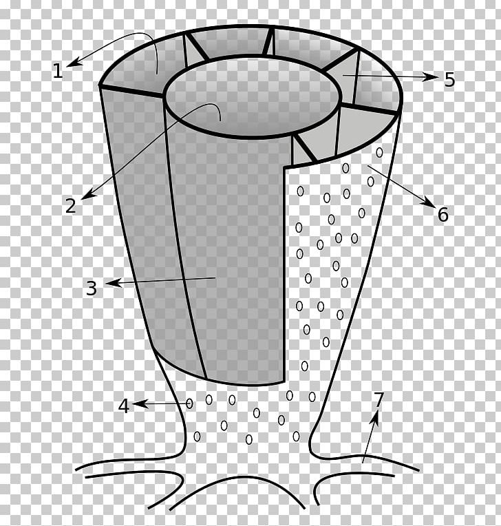 Archaeocyatha Line Art Monocyathida Hetairacyathida Incertae Sedis PNG, Clipart, Angle, Archaeocyatha, Area, Artwork, Black And White Free PNG Download