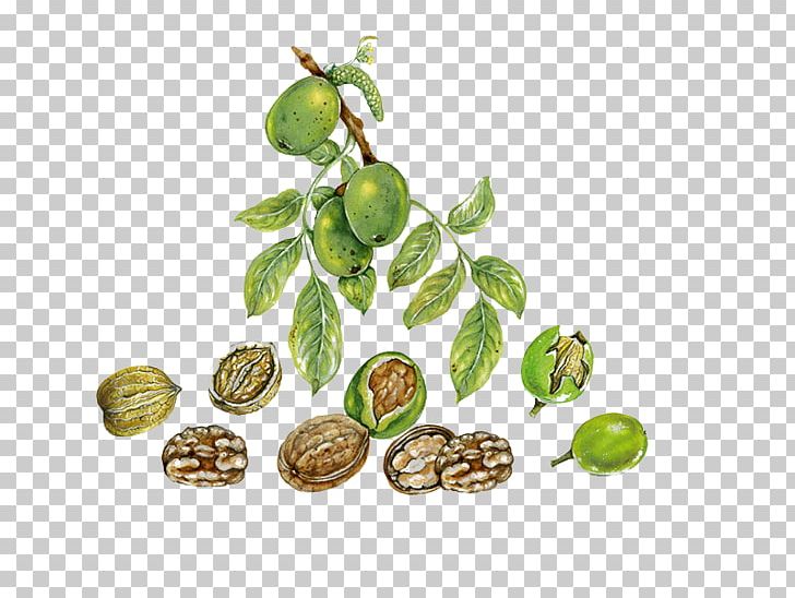 English Walnut Auglis Leaf PNG, Clipart, Balloon Cartoon, Boy Cartoon, Cartoon Character, Cartoon Couple, Cartoon Eyes Free PNG Download