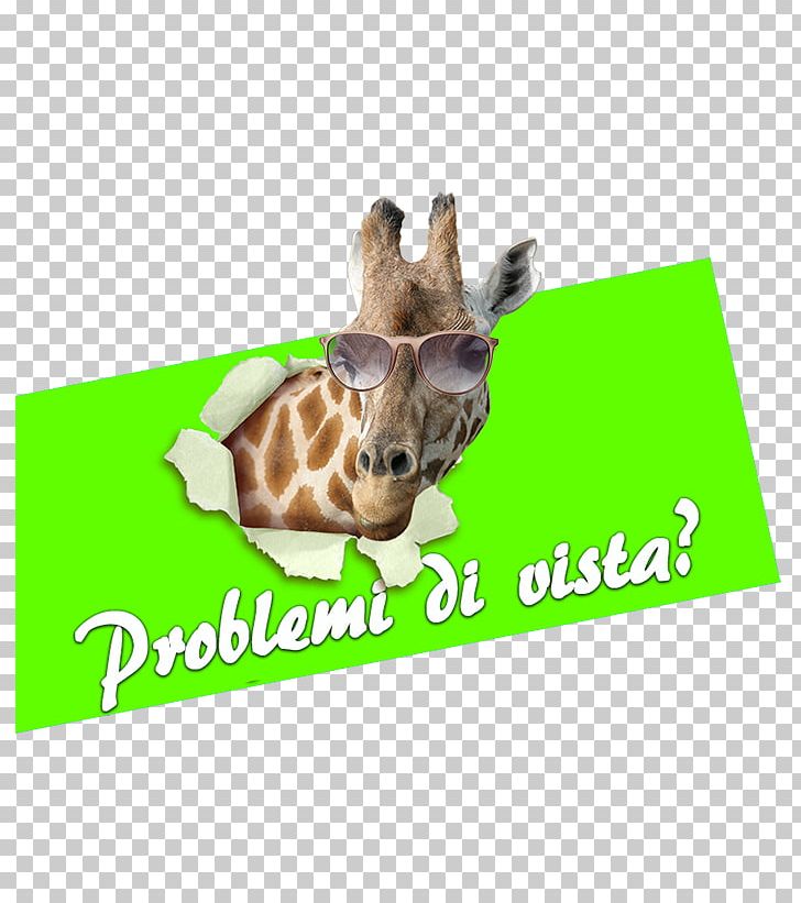 Giraffe Display Window Customer Vetrofania Decoratie PNG, Clipart, Aerial View, Animal, Animals, Cattle, Customer Free PNG Download