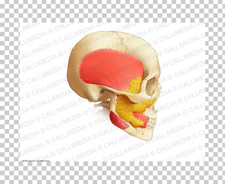 Human Anatomy Buccal Fat Pad Jaw Buccinator Muscle PNG, Clipart, Anatomi, Anatomy, Buccal Fat Pad, Buccinator Muscle, Face Free PNG Download