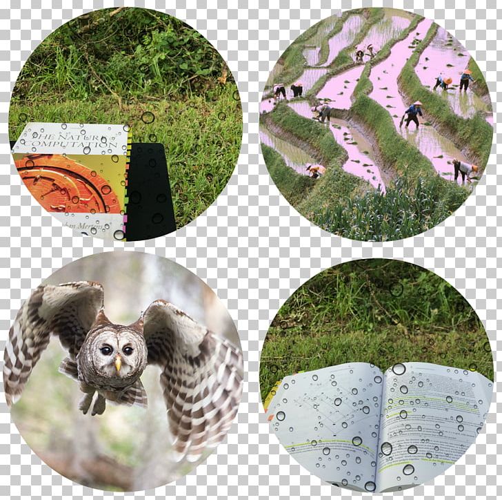 Owl Wildlife Fauna China PNG, Clipart, Animals, China, Fauna, Grass, Organism Free PNG Download