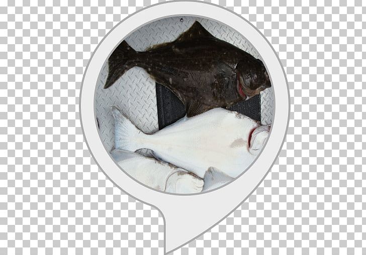 Pacific Halibut Fishery Animal PNG, Clipart, Animal, Com, Fish, Fishery, Halibut Free PNG Download