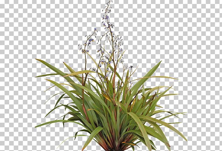 Tasmanian Flax-lily Flower Plants Shrub Grow Light PNG, Clipart, Dianella Caerulea, Electric Light, Flax Lilies, Flower, Flowering Plant Free PNG Download