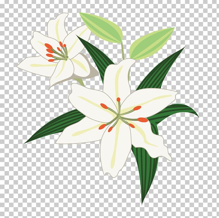 Floral Design Lilium ‘Casa Blanca’ Illustration Graphics PNG, Clipart, Art, Blog, Cut Flowers, Flora, Floral Design Free PNG Download