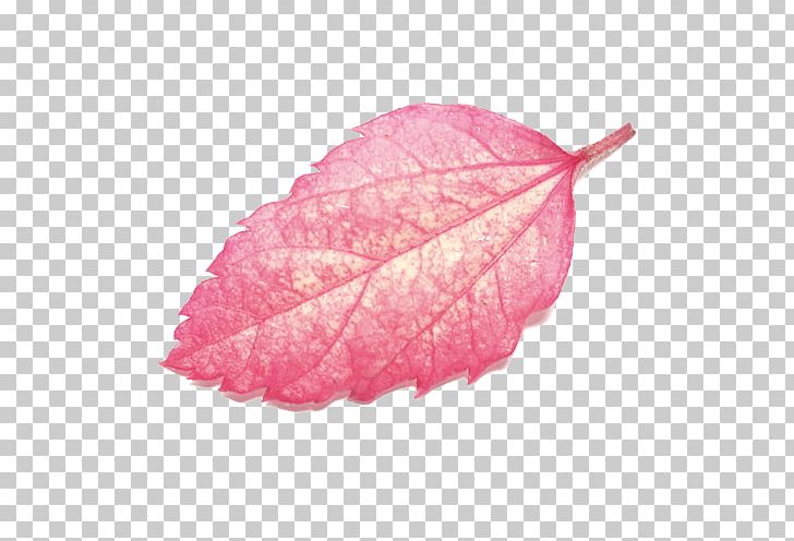 Leaf PNG, Clipart, Autumn, Beautiful Autumn Leaves, Beauty Salon, Clear, Clear Texture Free PNG Download